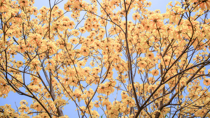 Yellow blossoms flower on day sky