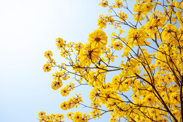 Yellow blossoms flower on day sky
