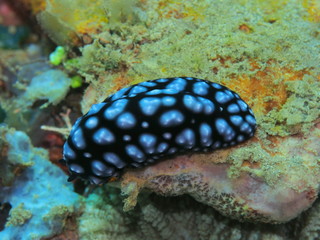 The amazing and mysterious underwater world of Indonesia, North Sulawesi, Manado, sea slug