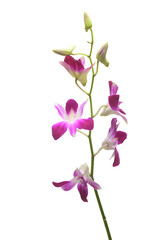Naklejka na ściany i meble Purple White Orchid flowers blossom isolated on a white