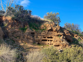 roadside dirt animal burroughs