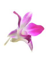 Purple White Orchid flowers blossom isolated on a white