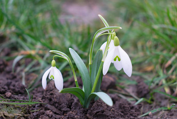  Snowdrop in the forest. Plants are listed in the Red Book.