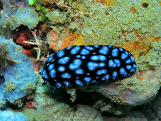 The amazing and mysterious underwater world of Indonesia, North Sulawesi, Manado, sea slug