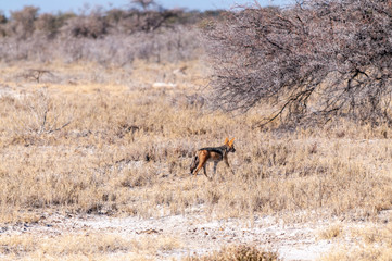 A side-striped jackal -Canis adustus- on the lookout for prey. Etosha National Park, Namibia.