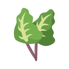 lettuce icon, flat detail style