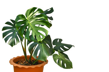 Monstera in a pot on white background - isolated