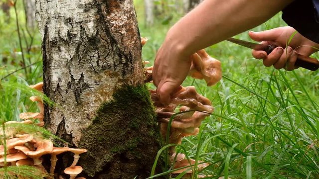 mushroom, a genus of edible parasitic mushroom with a yellow cap and thin stalk that live on trees and woody shrubs.