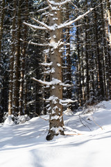 Fototapeta premium Tree spruce snowy in winter in forest.