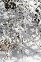 Hazel tree snowy in winter.