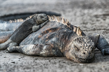 Galapagos Islands animals. Iguanas lying in the sun on rock. Marine iguana is an endemic species in...