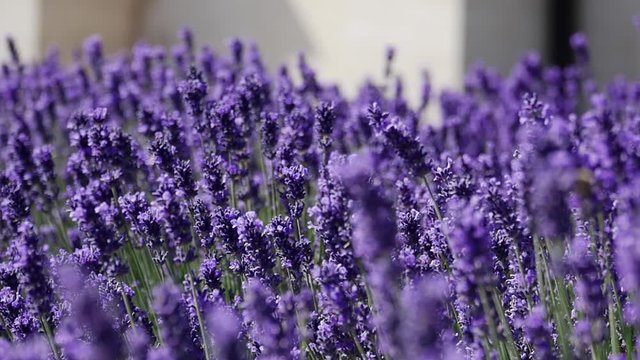 Amazing blooming lavender swaying in the wind. Slow motion, close up