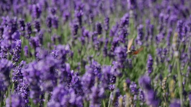 Butterfly flying in the middle of beautiful blooming lavender field