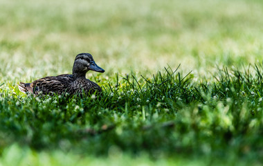 duck resting on grass