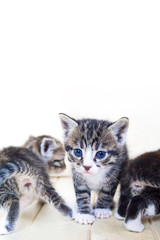 Little kittens. Room with animals.