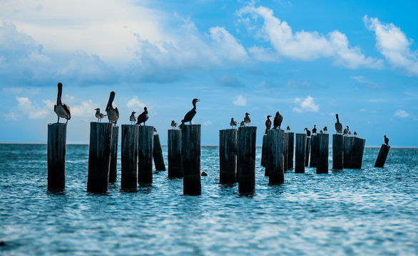Burds on pier poles under the sun 