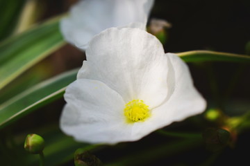 Close up Cordifolius Texas Mud Baby Flower