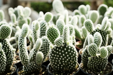 Green Cactus Succulent Small Plant Home Garden