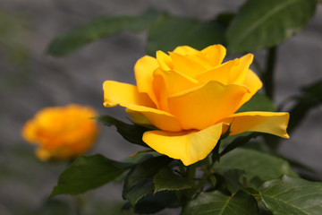 yellow flower