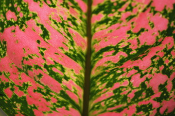 Close up of green leaf nature background