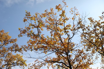 yellow tree in autumn