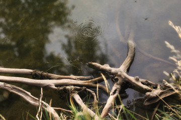 roots of a tree