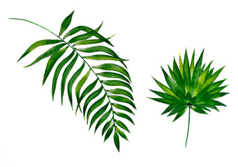 Watercolor tropical leaves close-up on white background. Watercolor branch with green leaves.