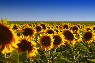 Fototapeta premium sunflower field of sunflowers