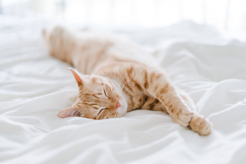 tabby cat lying on bed