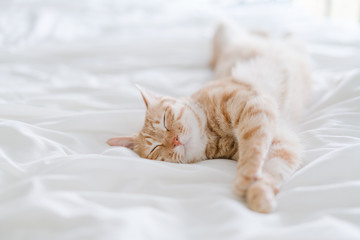 Obraz premium tabby cat lying on bed