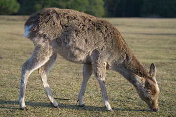 Naklejka na ściany i meble Nara,Japan-February 23, 2020: Deer at Tobihino at Nara Park in the morning