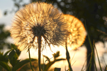 dandelion on a background in the sunset