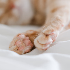 tabby cat lying on bed