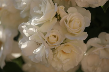 bouquet of white roses