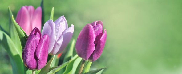 panoramic view on beautiful pink tulips blooming on green background