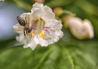 bee on a flower