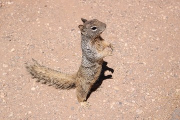 Squirrel at Grand Canyon National Park, Arizona