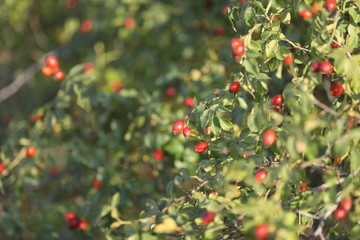 red berries of viburnum on branch