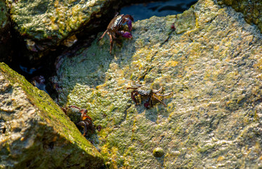 Crab in the sea that is eating microalgae along the sea rocks in the evening