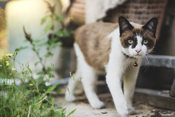 Cute brown and white cat playing around in garden.