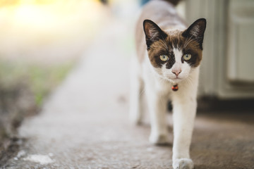 Cute brown and white cat playing around in garden.
