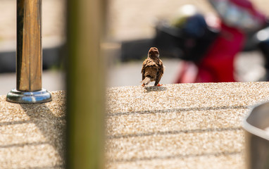 Sparrow stood on roof and looked forward with hope to find food