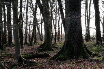 Obraz premium Dunkler Buchenwald am Morgen