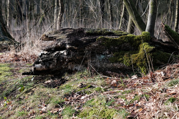 Alter Baumstamm im Naturschutzgebiet