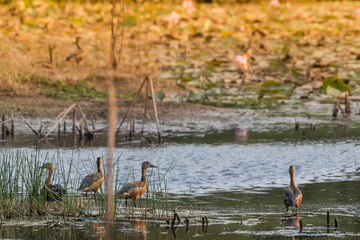 Red ducks migrate to earn a living in the lake.