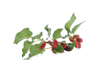mulberries fruit and mulberry leaf on white background healthy mulberry fruit food isolated