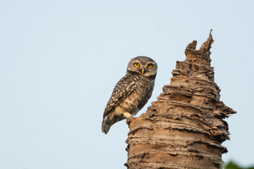 Hunters are looking for prey during the day.