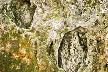 stone surface with moss and plants