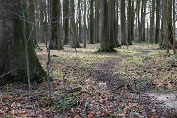 Wanderweg durch einen Buchenwald