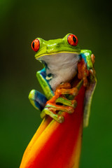 Obraz premium Red-eyed Tree Frog, Agalychnis callidryas, sitting on the green leave in tropical forest in Costa Rica.